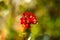 Flowering Kalanchoe. Kalanchoe flower closeup. House plant