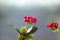 Flowering Kalanchoe. Kalanchoe flower closeup. House plant