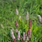 Flowering knotweed plants between grass