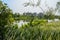 Flowering lakeside in city of sunny summer morning