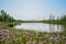 Flowering lakeside in sunny spring