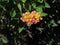 FLOWERING LANTANA