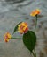 Flowering Lantana Camara