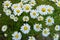 Flowering large chamomile in the garden