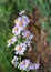 Flowering late autumn perennial aster