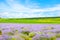 Flowering lavandula or lavender field in the dawn light
