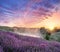 Flowering lavandula or lavender field in the dawn light. A light morning mist and colorful cloudlets in the sky at the background