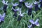 Flowering Lavandula stoechas or spanish lavender in a winter garden