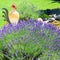 Flowering lavender and colorful glass rooster in summer garden