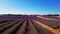 The flowering lavender fields of the Valensole plateau