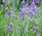 Flowering lavender narrow-leaved Lavandula angustifolia Mill