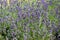 Flowering lavender narrow-leaved Lavandula angustifolia Mill.. Background