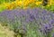 Flowering lavender narrow-leaved Lavandula angustifolia Mill. In the park