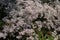 Flowering leaflet white (Sedum album L.), background