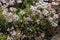 Flowering leaflet white (Sedum album L.), background