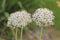 Flowering Leek