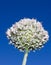 Flowering Leek Plant