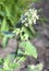 Flowering lemon balm, used as a herb, in teas, and also as a flavouring