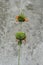 Flowering Leonotis Nepetifolia Plant