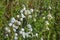 Flowering Lichnis alba