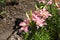 Flowering light pink lilies in June