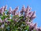 Flowering lilac bush