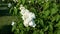 A flowering lilac bush with white florets in a close-up