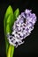 Flowering lilac hyacinth close up on black background