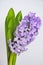 Flowering lilac hyacinth close up on white background