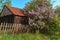 Flowering lilacs near the bent old wooden fence and the house