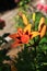 Flowering lily in the home garden in the summer. Natural blurred background