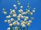 Flowering lily May (Convallaria majalis)