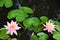 Flowering Lily Pads, Nymphaeaceae