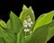 Flowering lily of the valley on a black background isolated