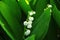 Flowering  Lily of the valley in the dense grass in the forest