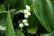 Flowering  Lily of the valley in the dense grass in the forest