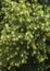 Flowering linden tree
