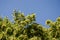 Flowering linden tree against blue sky