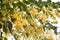 Flowering linden tree bloom in green macro detail