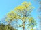 Flowering Linden tree in the spring in the Park.