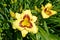 Flowering linen of the Bonanza variety Hemerocallis lilioasphodelus L