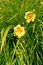 Flowering linen of the Stella-de-Oro variety Hemerocallis lilioasphodelus L