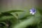 Flowering liverwort (Anemone hepatica) with wild garlic.