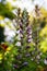 Flowering lobelia plant in the summer