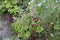Flowering London pride Saxifraga urbium, cultivar Aureopunctata plant