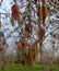 The flowering long yellow red catkins alder.