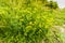 Flowering Lotus corniculatus,  bird`s foot trefoil with yellow red striped flowers