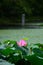 Flowering lotus in Japanese garden, Japan.