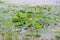 Flowering of lotuses on a pond / Lake with lotuses and water lilies /