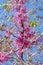 Flowering love tree with pink flowers